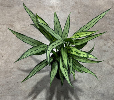 6" Aglaonema Cutlass